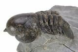 Pelagic Trilobite (Cyclopyge) Fossil - Exceptional Specimen #255355-4